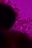 Sistotrema efibulatum image