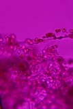 Sistotrema efibulatum image
