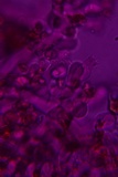 Sistotrema efibulatum image