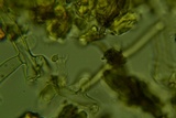 Sistotrema efibulatum image