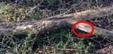 Image of Fomitiporella umbrinella