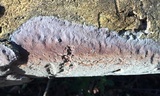 Fomitiporella umbrinella image