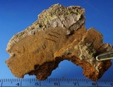 Fomitiporella umbrinella image