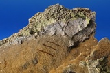 Fomitiporella umbrinella image
