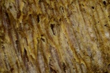 Fomitiporella umbrinella image