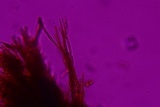 Fomitiporella umbrinella image