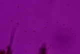 Fomitiporella umbrinella image