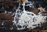 Hydnocristella himantia image