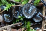 Pseudoplectania nigrella image