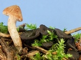 Pseudoplectania nigrella image
