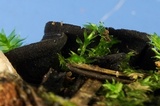 Pseudoplectania nigrella image