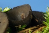 Pseudoplectania nigrella image