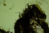 Pseudoplectania nigrella image