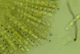 Pseudoplectania nigrella image