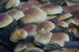 Gymnopilus luteofolius image