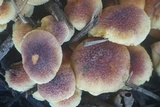 Gymnopilus luteofolius image