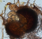 Erysiphe liriodendri image