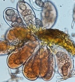 Erysiphe liriodendri image