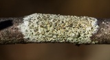 Lecanora strobilina image