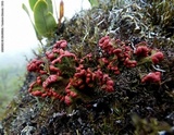 Cladonia lopezii image