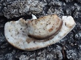 Trametes lactinea image