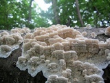 Trametopsis cervina image