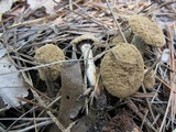 Asterophora lycoperdoides image