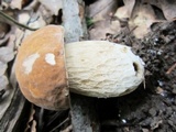 Boletus nobilissimus image