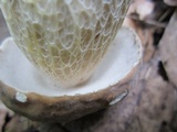 Boletus nobilissimus image