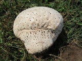 Calvatia cyathiformis image