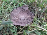 Calvatia cyathiformis image
