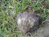 Calvatia cyathiformis image
