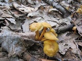 Cantharellus appalachiensis image