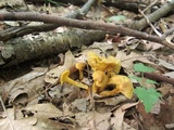 Cantharellus appalachiensis image