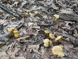 Cantharellus appalachiensis image
