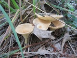 Clitocybe gibba image