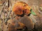 Coltricia cinnamomea image