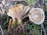 Coltricia montagnei image