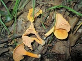 Cantharellus ignicolor image