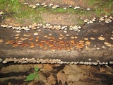 Crepidotus applanatus image