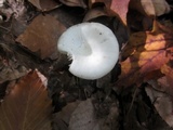 Cuphophyllus virgineus image
