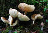Hymenopellis megalospora image