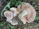 Entoloma sinuatum image