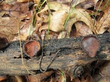 Galiella rufa image