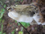 Gloeoporus dichrous image