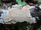 Gloeoporus dichrous image