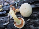 Gymnopilus lutescens image