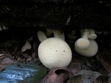 Gymnopilus lutescens image