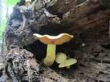 Gymnopilus lutescens image