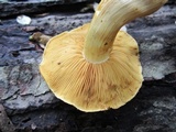 Gymnopilus lutescens image